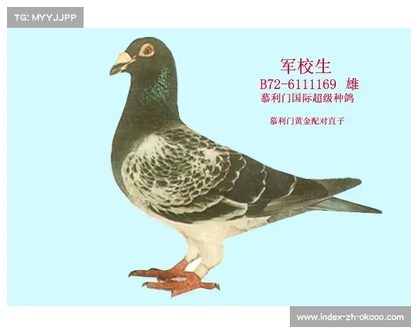 珠海粉红鸽子队女将跪地拔旗定格赛事巅峰时刻慢镜头回放 珠海粉红鸽子队女将跪地拔旗定格赛事巅峰时刻慢镜头回放